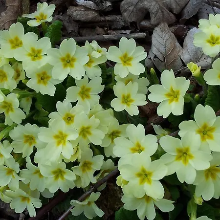 Palazzo Di Primavera Caprino Veronese