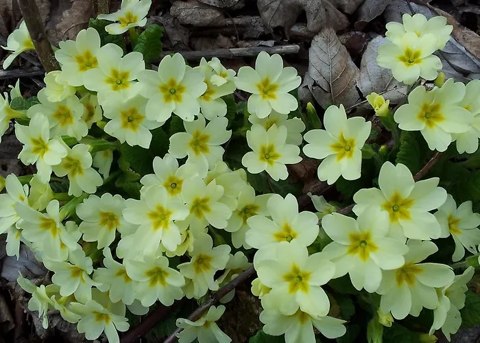 Palazzo Di Primavera Caprino Veronese